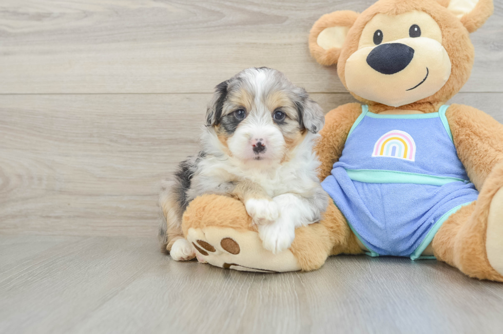 5 week old Mini Aussiedoodle Puppy For Sale - Florida Fur Babies