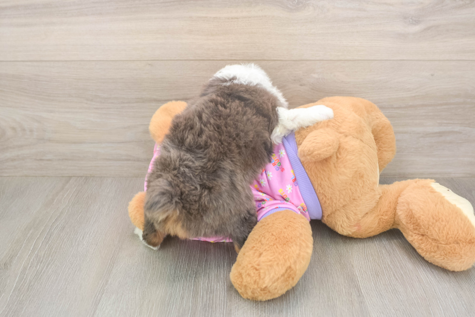 Meet Koby - our Mini Aussiedoodle Puppy Photo  3/3 - Florida Fur Babies Petite Mini Aussiedoodle Poodle Mix Pup