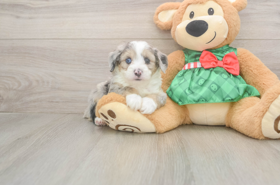 5 week old Mini Aussiedoodle Puppy For Sale - Florida Fur Babies