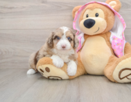 6 week old Mini Aussiedoodle Puppy For Sale - Florida Fur Babies