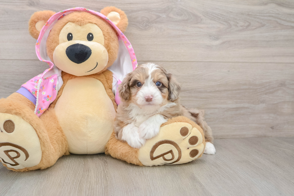 Best Mini Aussiedoodle Baby