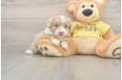 Smart Mini Aussiedoodle Poodle Mix Pup