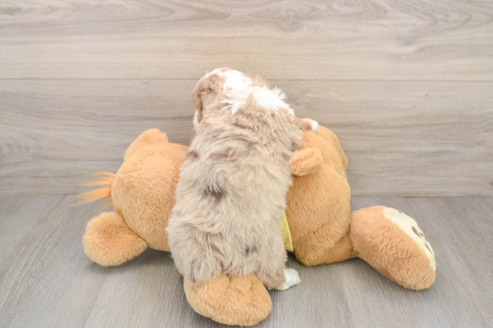 Cute Mini Aussiedoodle Baby