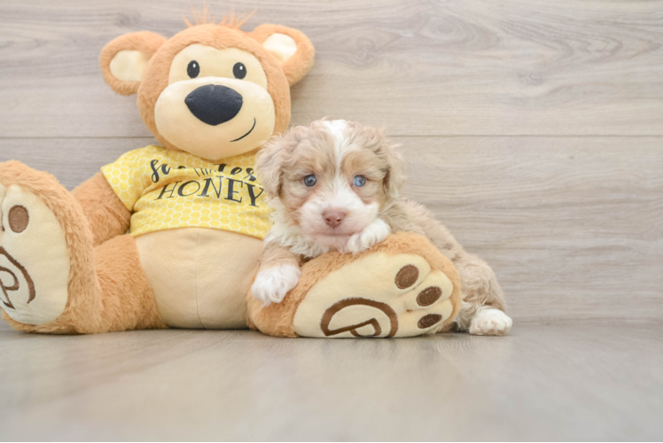 Mini Aussiedoodle Pup Being Cute