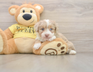 8 week old Mini Aussiedoodle Puppy For Sale - Florida Fur Babies