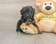 6 week old Mini Aussiedoodle Puppy For Sale - Florida Fur Babies