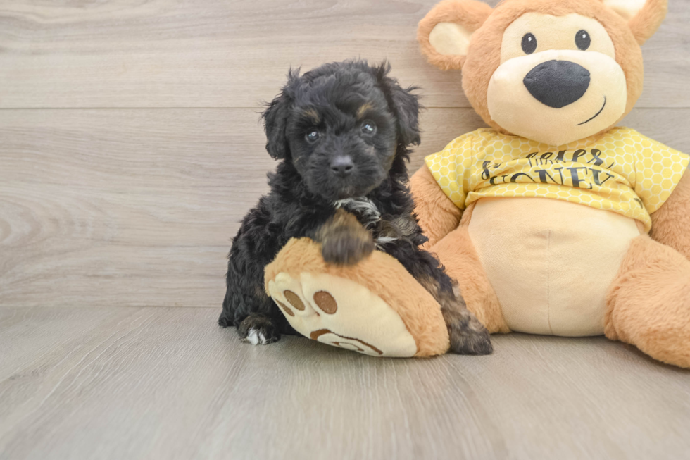 Cute Mini Aussiedoodle Baby