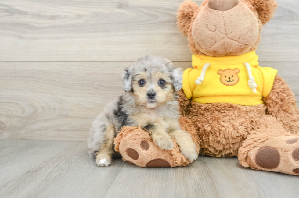 8 week old Mini Aussiedoodle Puppy For Sale - Florida Fur Babies