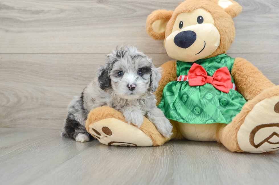 5 week old Mini Aussiedoodle Puppy For Sale - Florida Fur Babies