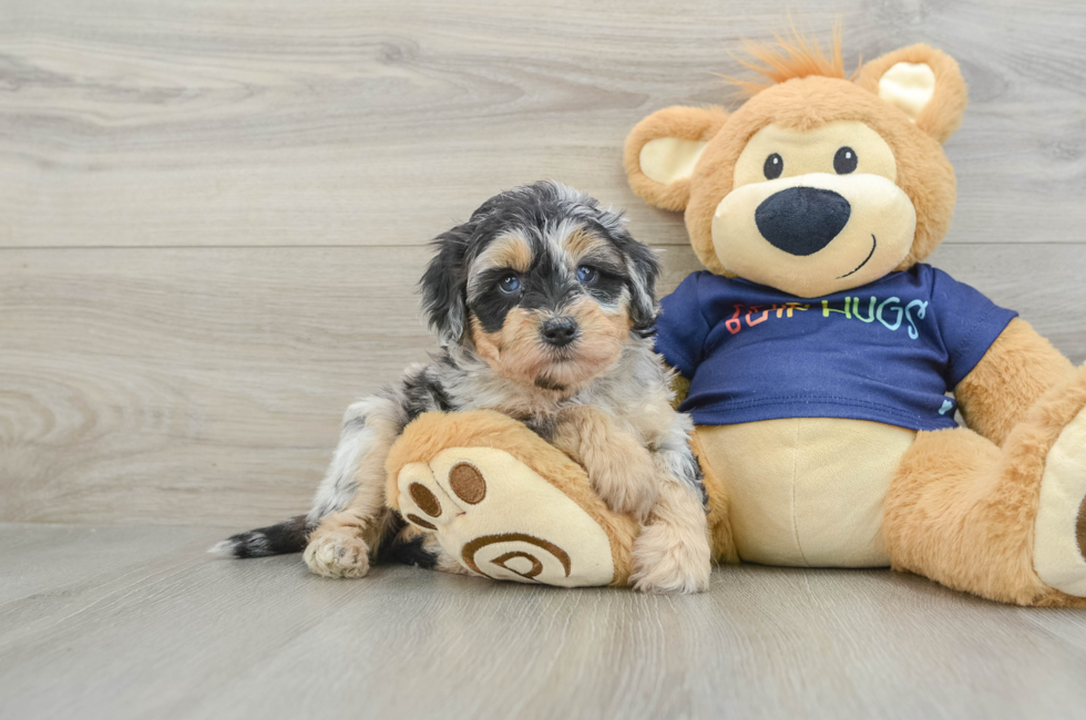 5 week old Mini Aussiedoodle Puppy For Sale - Florida Fur Babies