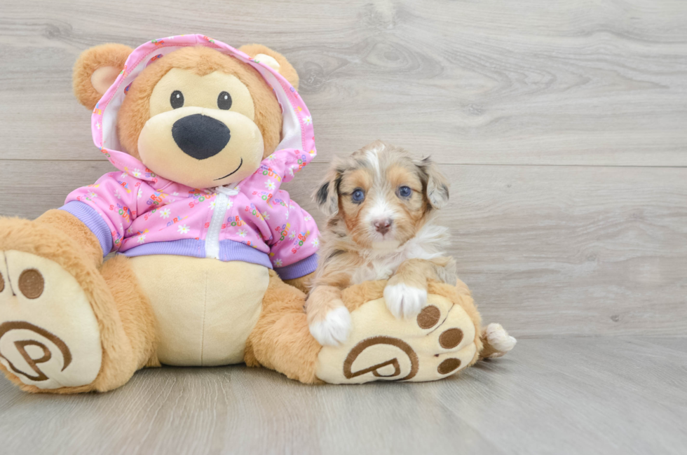 5 week old Mini Aussiedoodle Puppy For Sale - Florida Fur Babies