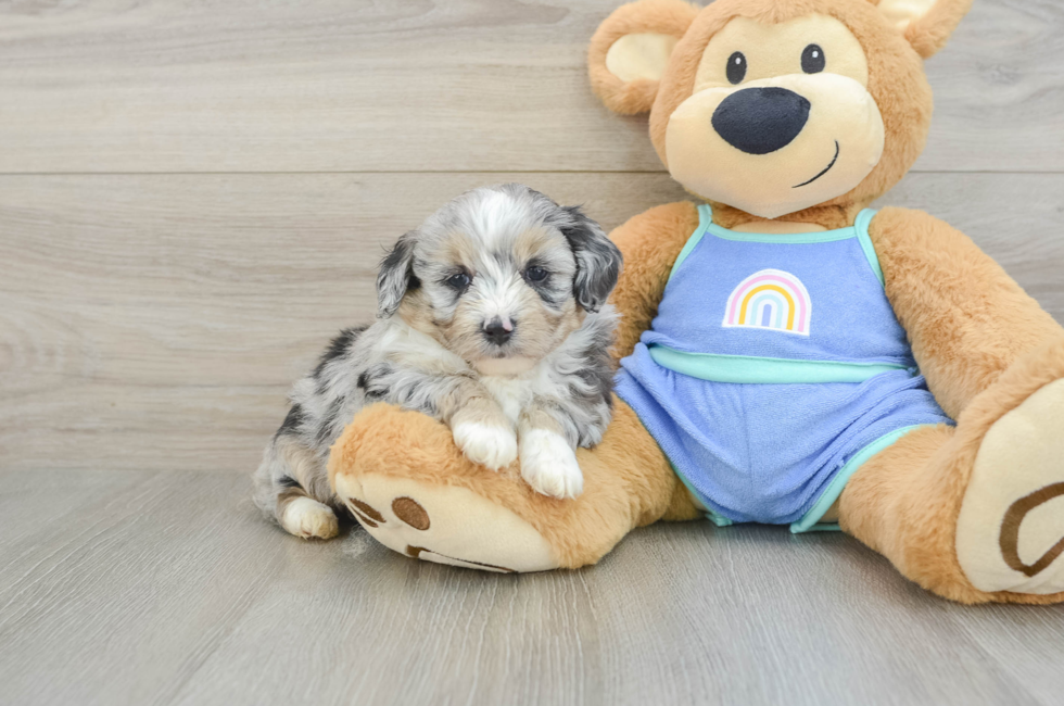 5 week old Mini Aussiedoodle Puppy For Sale - Florida Fur Babies