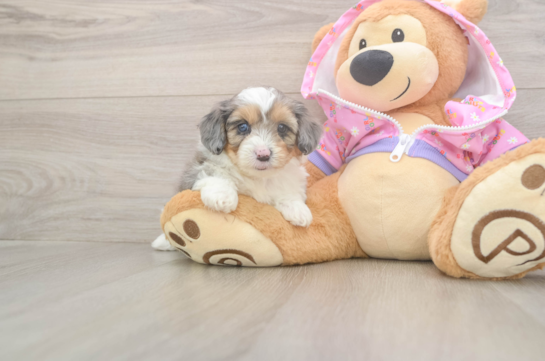 5 week old Mini Aussiedoodle Puppy For Sale - Florida Fur Babies Playful Mini Aussiepoodle Poodle Mix Puppy