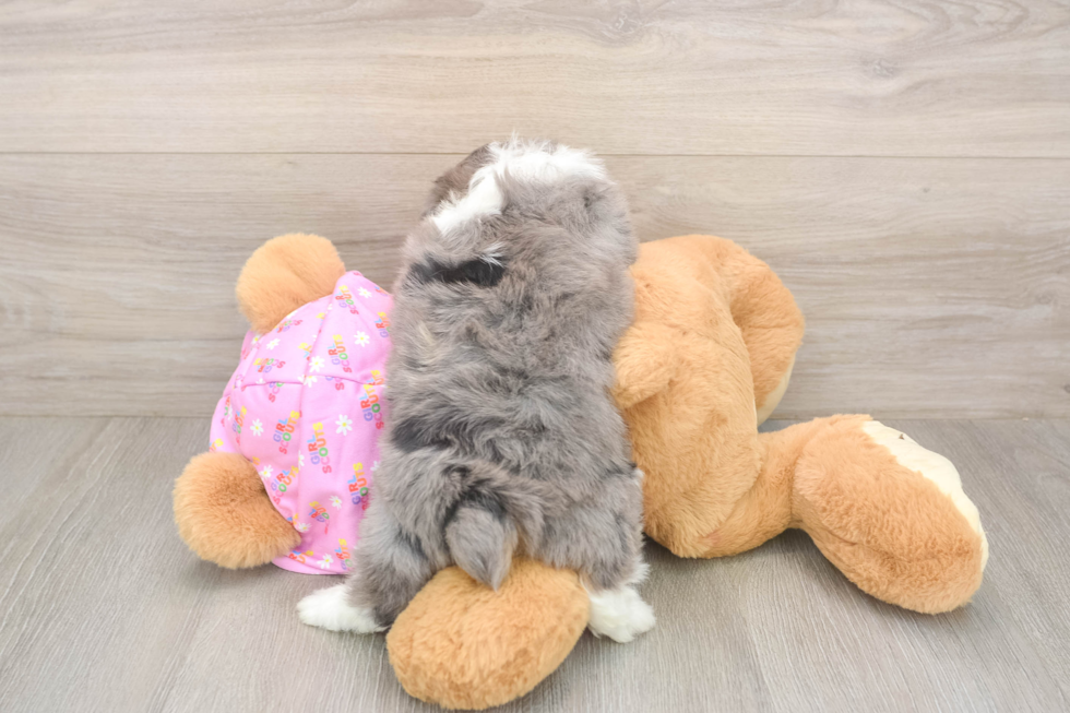 Meet Kova - our Mini Aussiedoodle Puppy Photo  3/3 - Florida Fur Babies Petite Mini Aussiedoodle Poodle Mix Pup