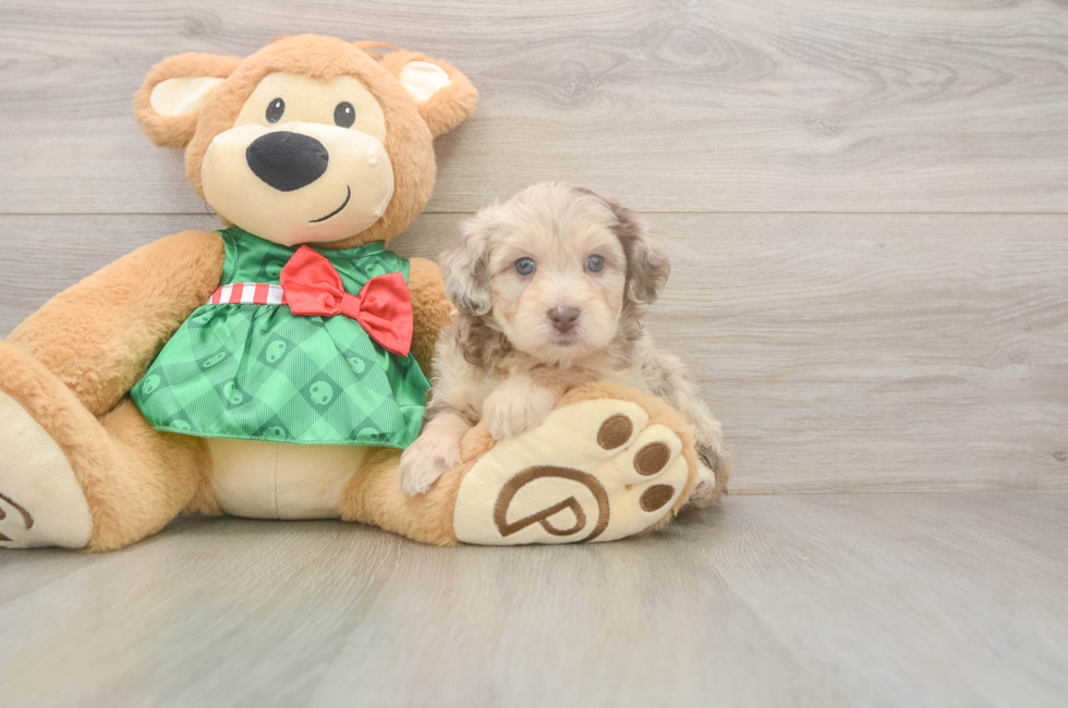 5 week old Mini Aussiedoodle Puppy For Sale - Florida Fur Babies