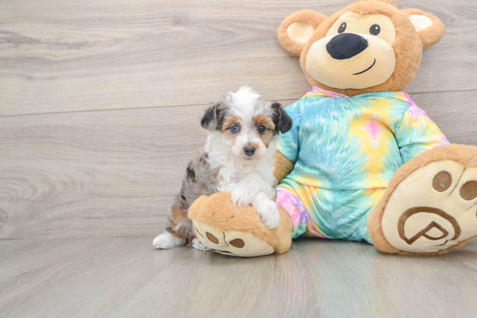 Best Mini Aussiedoodle Baby