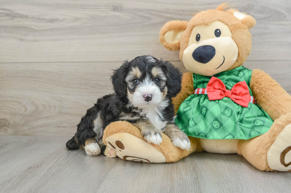 5 week old Mini Aussiedoodle Puppy For Sale - Florida Fur Babies