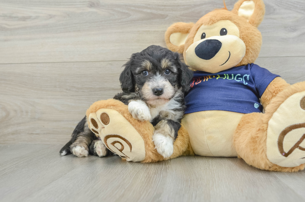 5 week old Mini Aussiedoodle Puppy For Sale - Florida Fur Babies