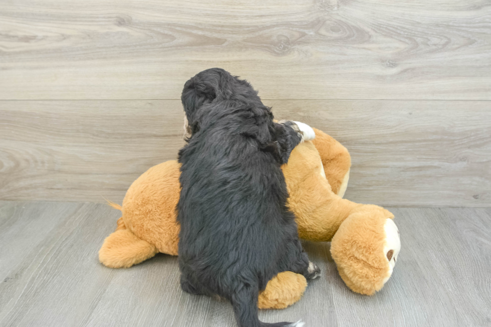 Popular Mini Aussiedoodle Poodle Mix Pup