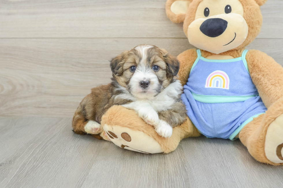 5 week old Mini Aussiedoodle Puppy For Sale - Florida Fur Babies