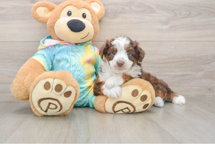 Mini Aussiedoodle Pup Being Cute