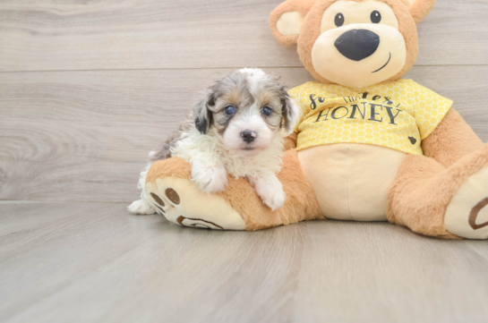 Best Mini Aussiedoodle Baby