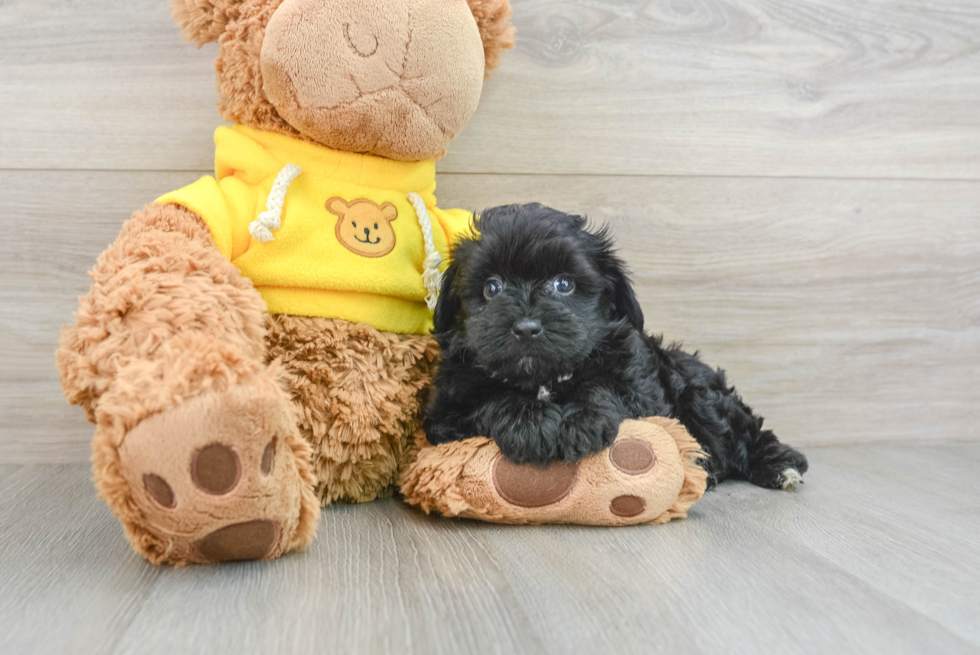 Mini Aussiedoodle Pup Being Cute