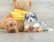 6 week old Mini Aussiedoodle Puppy For Sale - Florida Fur Babies