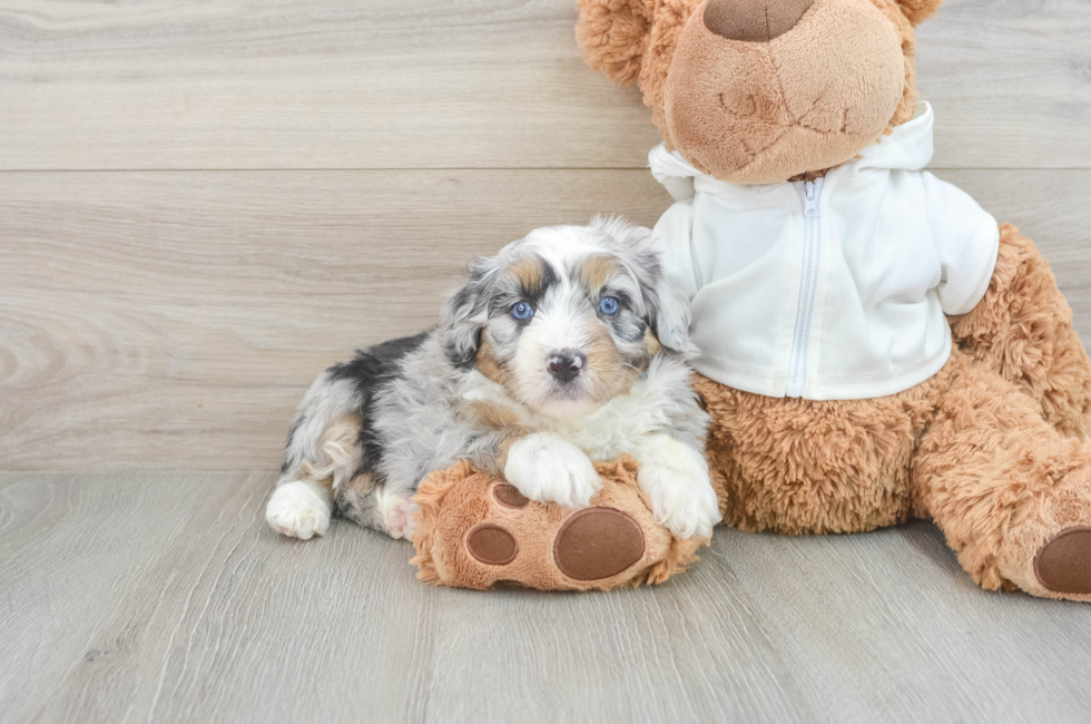 6 week old Mini Aussiedoodle Puppy For Sale - Florida Fur Babies