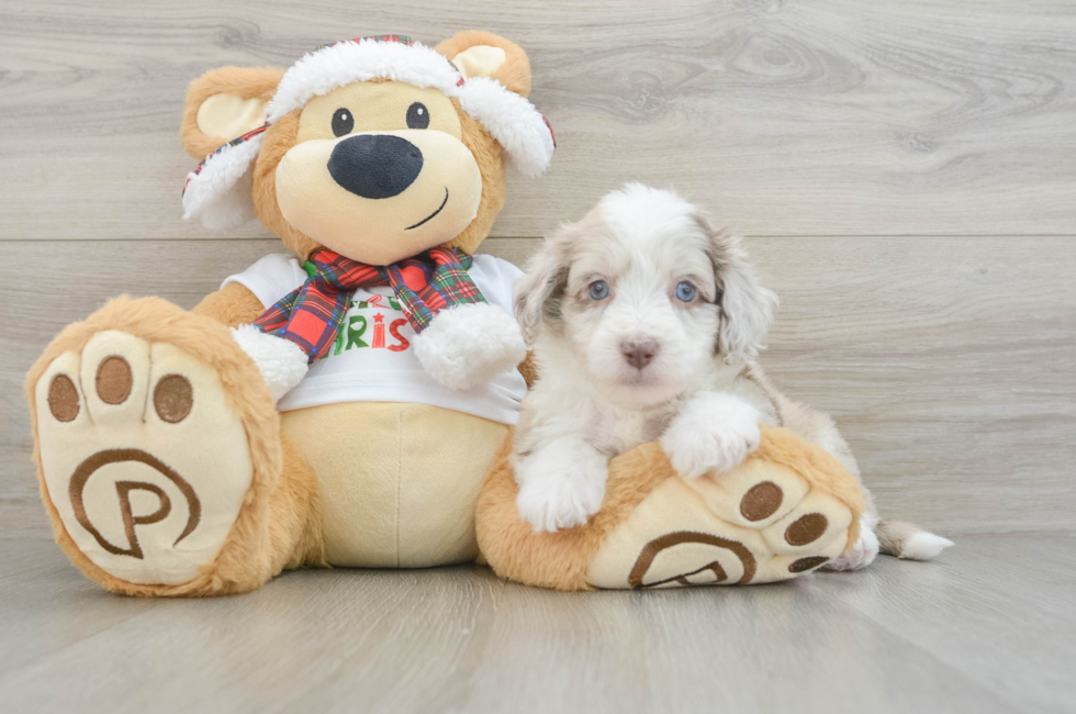 5 week old Mini Aussiedoodle Puppy For Sale - Florida Fur Babies