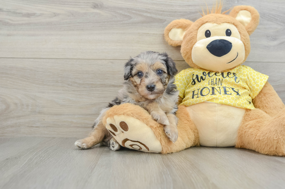 6 week old Mini Aussiedoodle Puppy For Sale - Florida Fur Babies