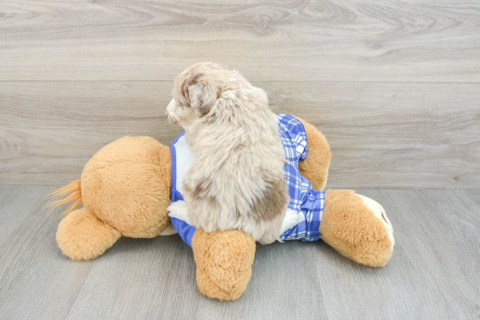 Mini Aussiedoodle Puppy for Adoption