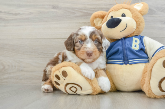 Friendly Mini Aussiedoodle Baby