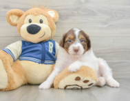 8 week old Mini Aussiedoodle Puppy For Sale - Florida Fur Babies