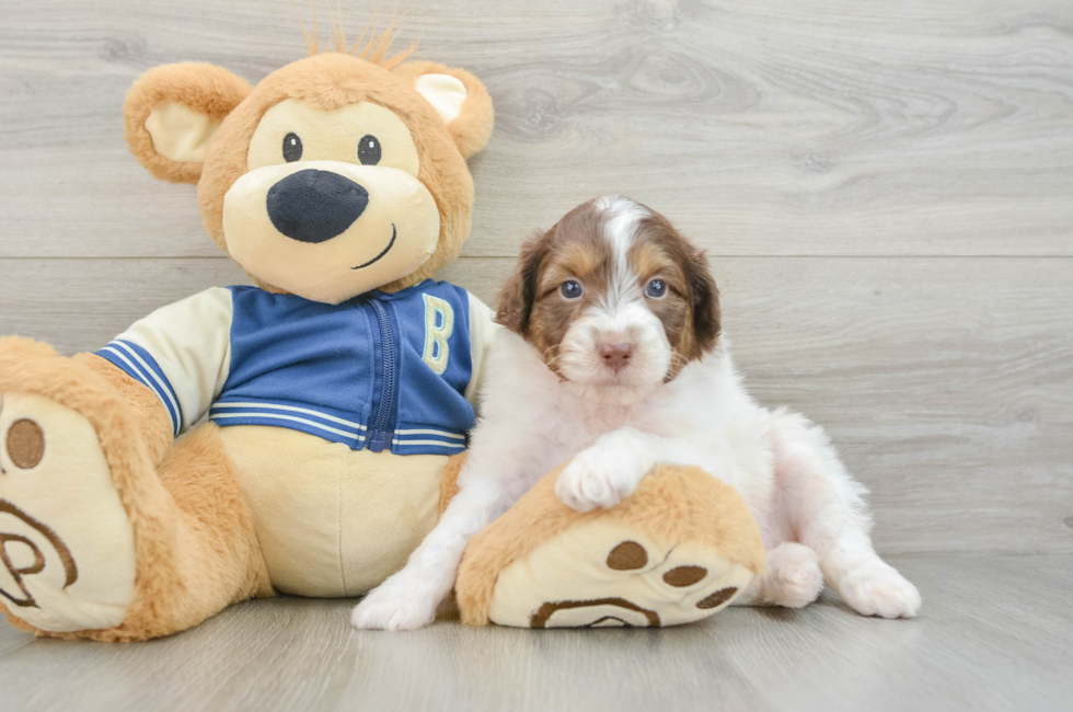 7 week old Mini Aussiedoodle Puppy For Sale - Florida Fur Babies