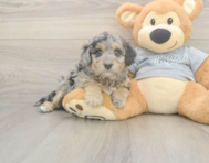 7 week old Mini Aussiedoodle Puppy For Sale - Florida Fur Babies