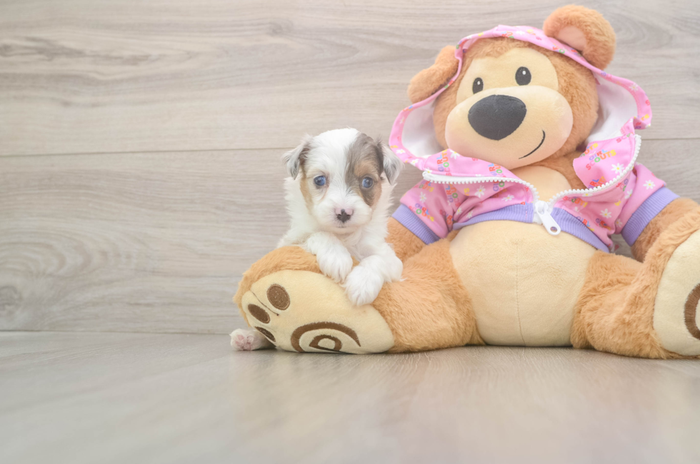 8 week old Mini Aussiedoodle Puppy For Sale - Florida Fur Babies