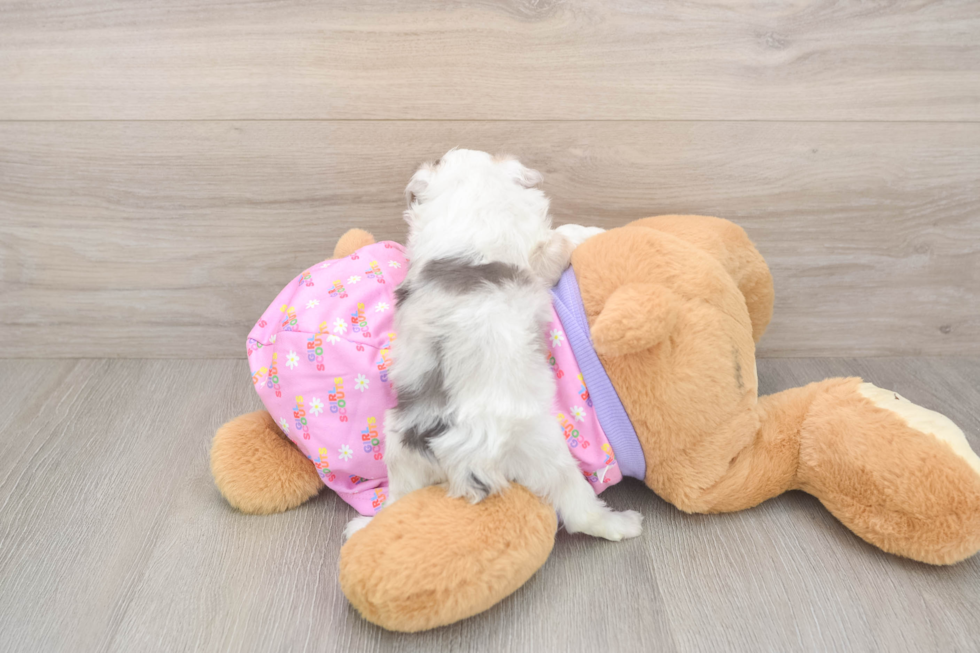 Cute Mini Aussiedoodle Baby