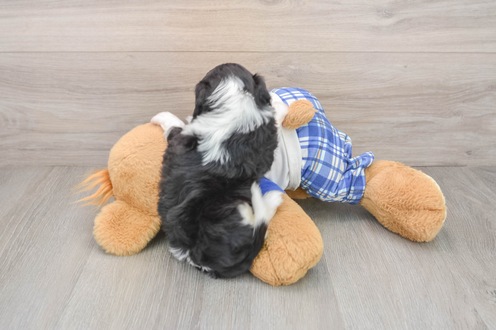Funny Mini Aussiedoodle Poodle Mix Pup