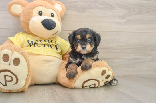 Mini Aussiedoodle Puppy for Adoption