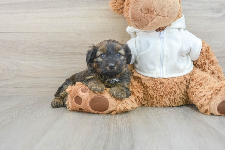 Best Mini Aussiedoodle Baby