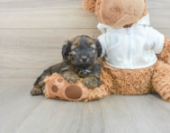 7 week old Mini Aussiedoodle Puppy For Sale - Florida Fur Babies