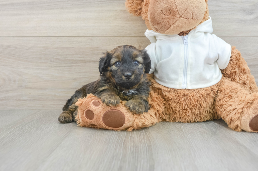 6 week old Mini Aussiedoodle Puppy For Sale - Florida Fur Babies