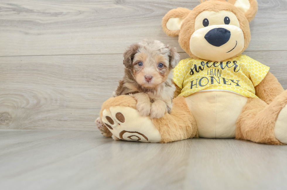 6 week old Mini Aussiedoodle Puppy For Sale - Florida Fur Babies