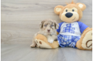 Mini Aussiedoodle Puppy for Adoption