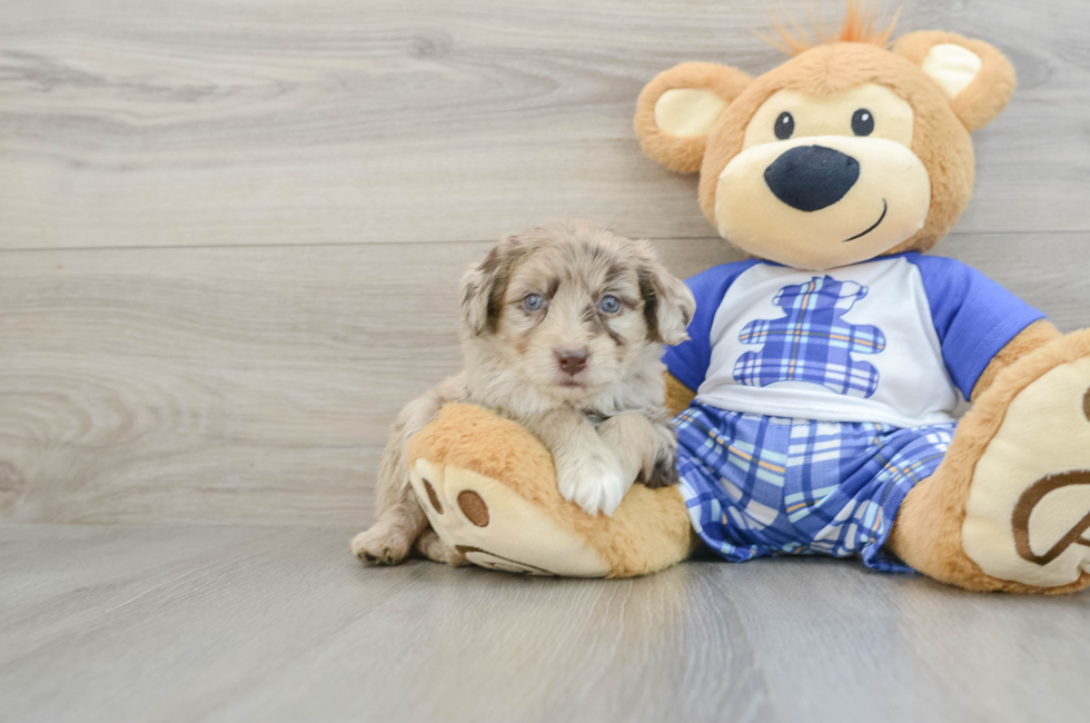 6 week old Mini Aussiedoodle Puppy For Sale - Florida Fur Babies