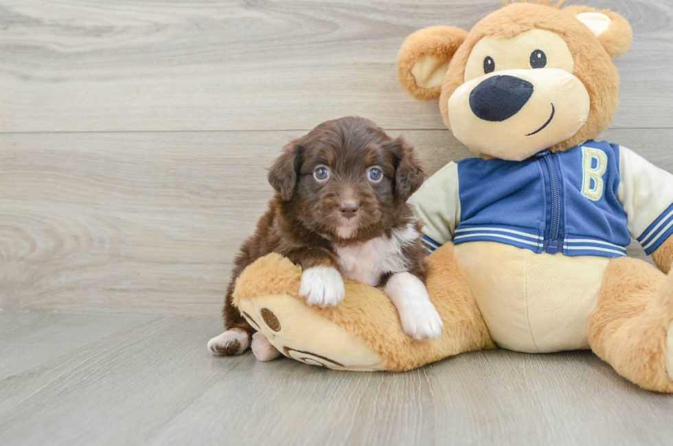 7 week old Mini Aussiedoodle Puppy For Sale - Florida Fur Babies