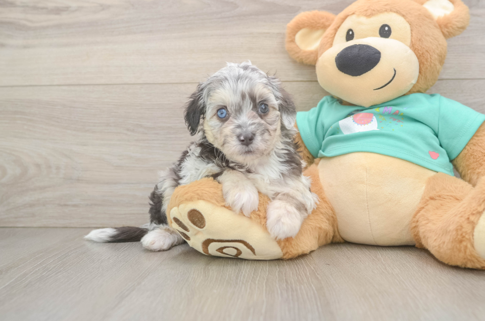 5 week old Mini Aussiedoodle Puppy For Sale - Florida Fur Babies