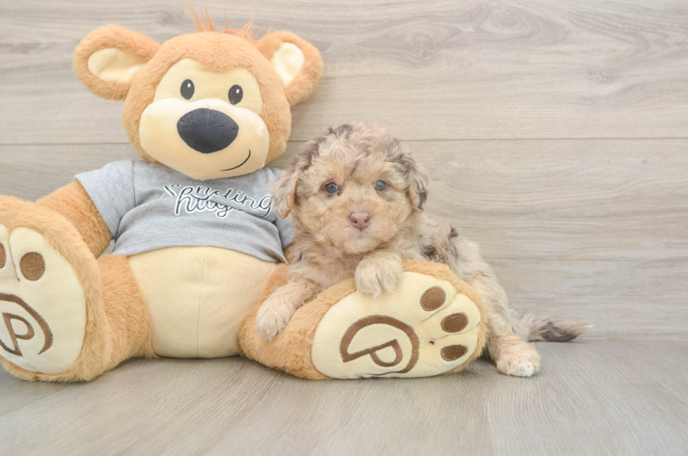 5 week old Mini Aussiedoodle Puppy For Sale - Florida Fur Babies