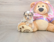 8 week old Mini Aussiedoodle Puppy For Sale - Florida Fur Babies